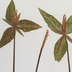 毛片视频人配狗黄带二级带
